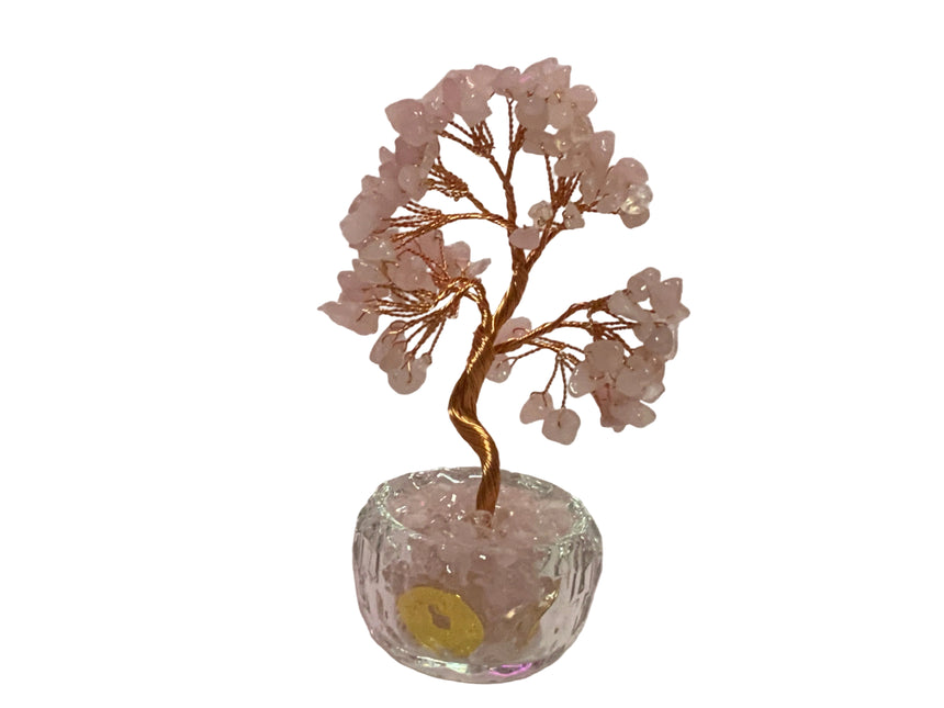 Tree potted in glass  with a coin | Home Docer